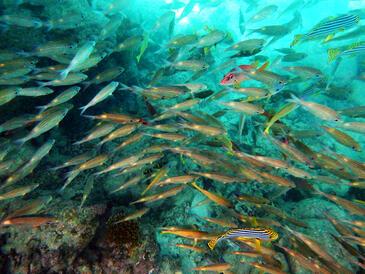 Banana Fish, Maldives © Etienne Pierart